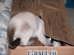 kittens - 071307 31